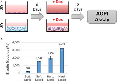 Phenotypic Basis for Matrix Stiffness-Dependent Chemoresistance of Breast Cancer Cells to Doxorubicin